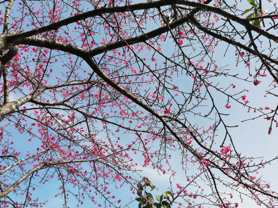 Hoa anh đào khoe sắc trong sự kiện Hoa anh đào khoe sắc trong sự kiện