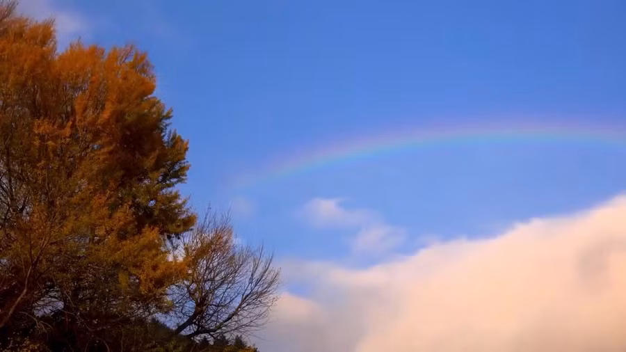 Mùa thu Nhật Bản.Ảnh minh họa.