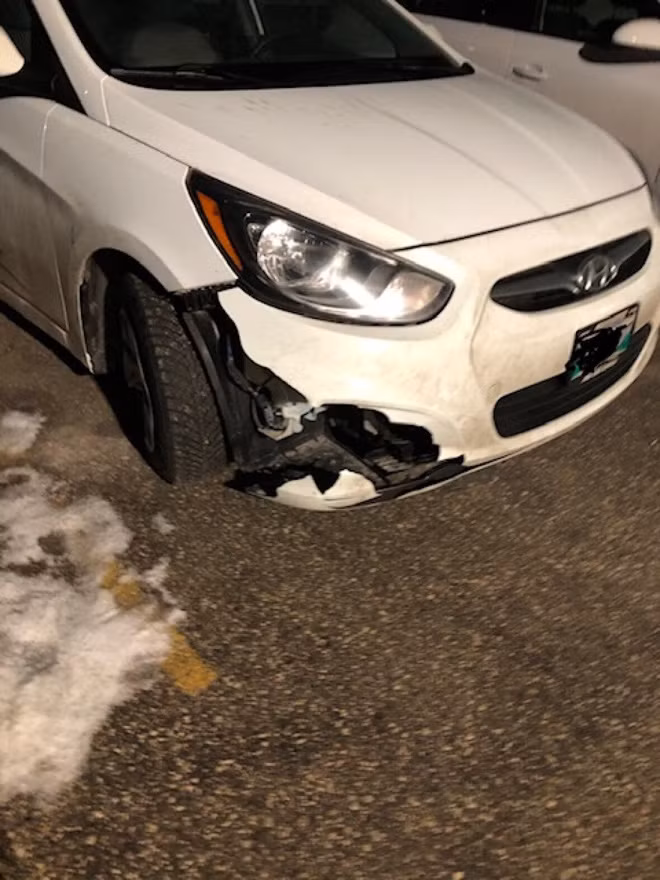 Tông phải một con chó trên đường, ông chú định mang về nuôi nhưng sau đó mới tá hỏa phát hiện nó là... sói - Ảnh 3.