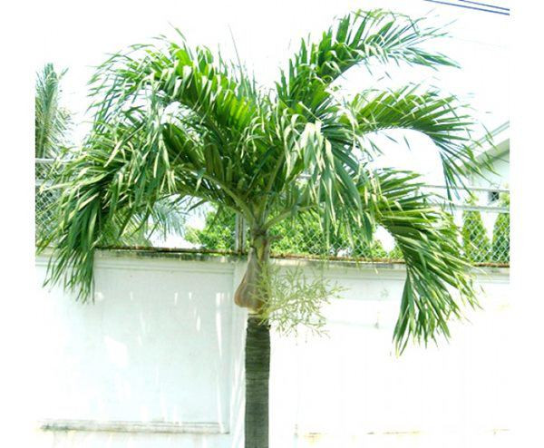 5 loại cây trồng trước nhà hút may mắn, mang tài lộc tới ảnh 1 5 loai cay trong truoc nha hut may man, mang tai loc toi - 1