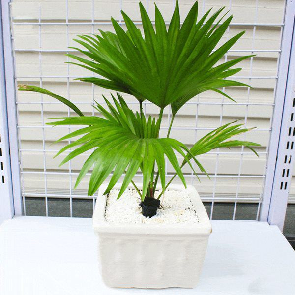 5 loại cây trồng trước nhà hút may mắn, mang tài lộc tới ảnh 4 5 loai cay trong truoc nha hut may man, mang tai loc toi - 5