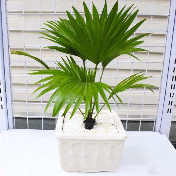 5 loai cay trong truoc nha hut may man, mang tai loc toi - 5