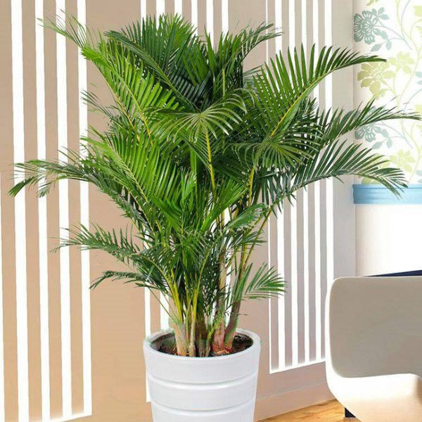 5 loại cây trồng trước nhà hút may mắn, mang tài lộc tới ảnh 5 5 loai cay trong truoc nha hut may man, mang tai loc toi - 6