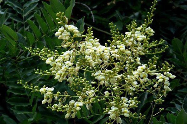 5 loại cây trồng trước nhà hút may mắn, mang tài lộc tới ảnh 3 5 loai cay trong truoc nha hut may man, mang tai loc toi - 4