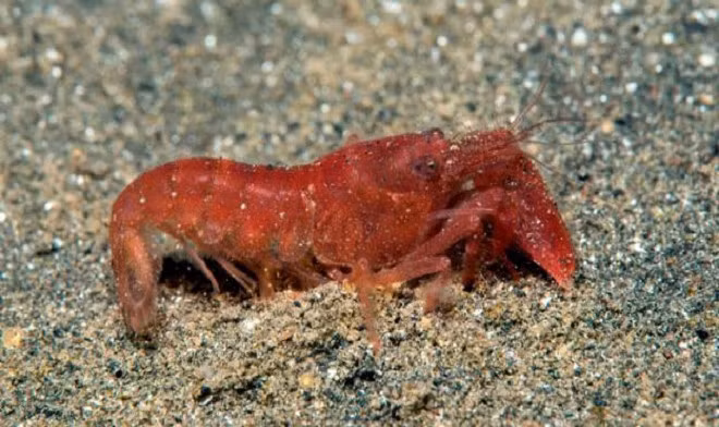 Tôm gõ mõ hay còn gọi là tôm súng, nổi tiếng với âm thanh chói tai khi tấn công.