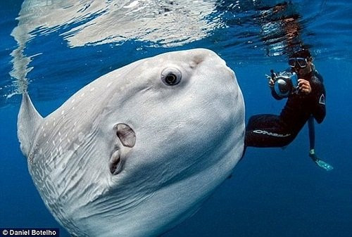 Chiêm ngưỡng 4 loài cá đặc biệt nhất thế giới hình ảnh 4 chiem nguong 4 loai ca dac biet nhat the gioi hinh anh 4