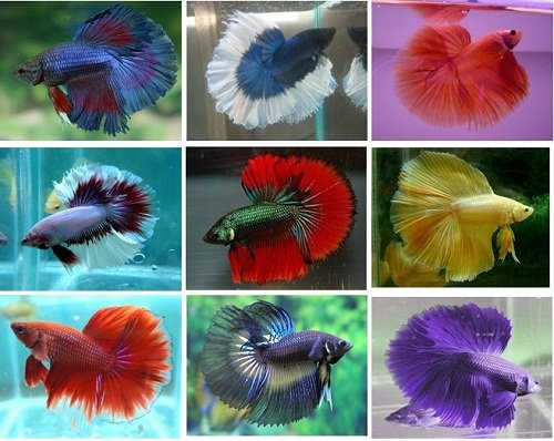 Chiêm ngưỡng 4 loài cá đặc biệt nhất thế giới hình ảnh 2 chiem nguong 4 loai ca dac biet nhat the gioi hinh anh 2