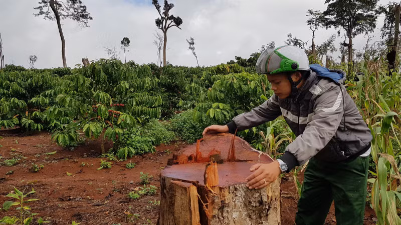 Người dân phá rừng làm rẫy cà phê, những cây gỗ quý còn lại trên rẫy lâm tặc lại đến đốn hạ 20181211_131305