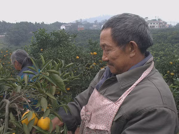 Ông Yi, người đã tìm thấy thanh kiếm cổ nhưng lại dùng nó để làm bếp suốt 5 năm qua