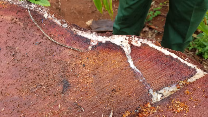 Một gốc gỗ vừa bị đốn hạ, mủ trên thân vẫn chưa khô 20181211_131311