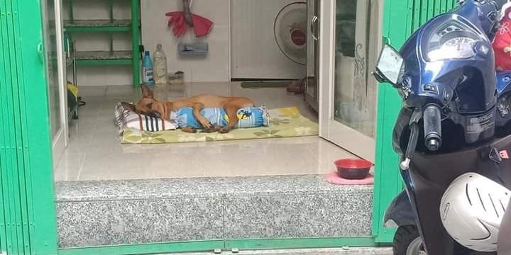 Sướng như C. hó