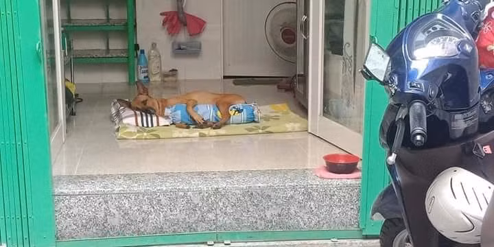 Sướng như C. hó