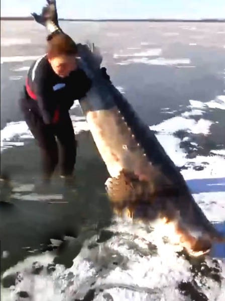 Vật thể khủng xuất hiện dưới băng, người dân tìm cách lôi lên bằng được - Ảnh 4. Vật thể khủng xuất hiện dưới băng, người dân tìm cách lôi lên bằng được-4