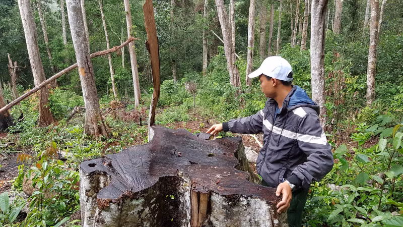 Một gốc gỗ có đường kính khoảng 1m bị lâm tặc đốn hạ chưa lâu 20181211_143404