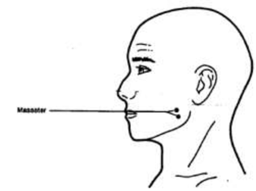 Mẹo chữa đau đầu chỉ sau 10 giây ảnh 1 Vị trí cơ cắn. Ảnh: RG.