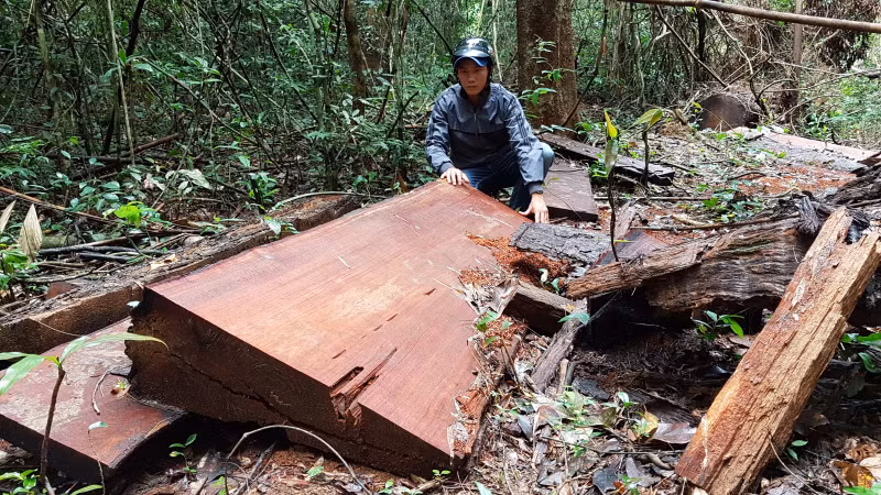 Những thân gỗ quý có từ hàng trăm năm đã bị lâm tặc dùng cưa máy xà xẻo từng ngày... 20181211_124641
