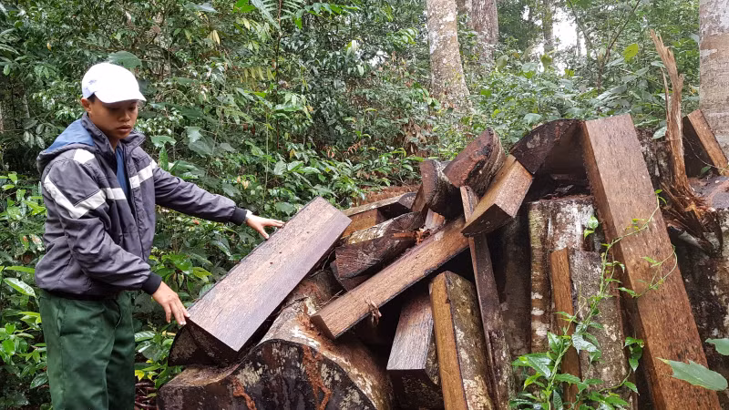 Nhiều bìa gỗ không sử dụng được dồn đống lại ở gốc gỗ vừa đốn.Tại hiện trường phá rừng, phần lớn gỗ đã được lâm tặc vận chuyển đi nơi khác 20181211_144135