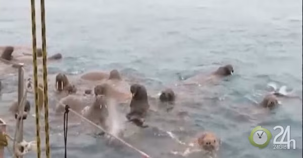 Ảnh cắt từ clip.