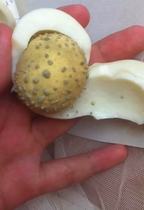 luoc trung ga len, lan qua lan lai tren mat va cho xem dieu bat ngo gi xay ra - 5