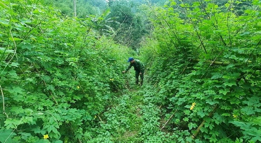 Mô hình mướp đắng rừng được trồng tại địa phương. Mô hình mướp đắng rừng được trồng tại địa phương.