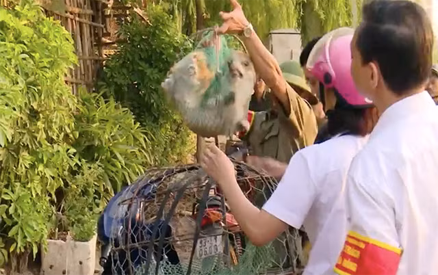 Đội phản ứng nhanh quận Thanh Xuân bắt chó thả rông