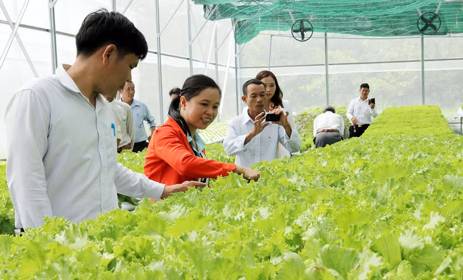 Các mô hình kinh tế tập thể đang phát huy hiệu quả trong sản xuất nông nghiệp