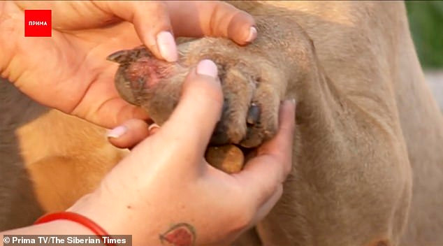 Bị ruồng bỏ, chú chó trung thành vừa đi vừa khóc 200km tìm về nhà cũ