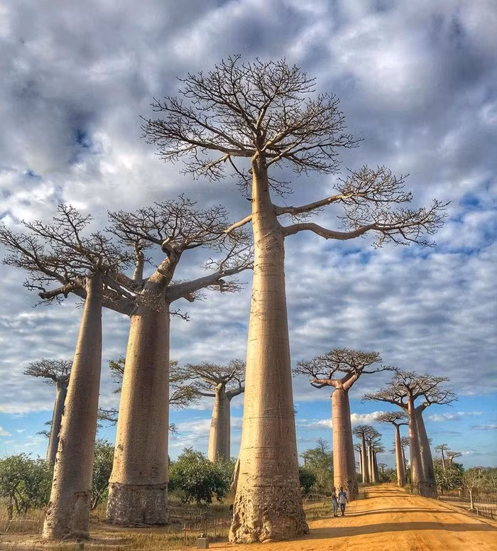 Kỳ lạ đại lộ "cây lộn ngược" như đường dẫn tới hành tinh khác ảnh 9 Kỳ lạ đại lộ "cây lộn ngược" như đường dẫn tới hành tinh khác ảnh 9