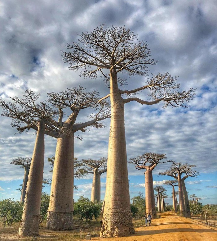 Kỳ lạ đại lộ "cây lộn ngược" như đường dẫn tới hành tinh khác ảnh 9