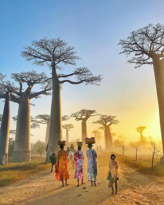 Kỳ lạ đại lộ "cây lộn ngược" như đường dẫn tới hành tinh khác ảnh 2