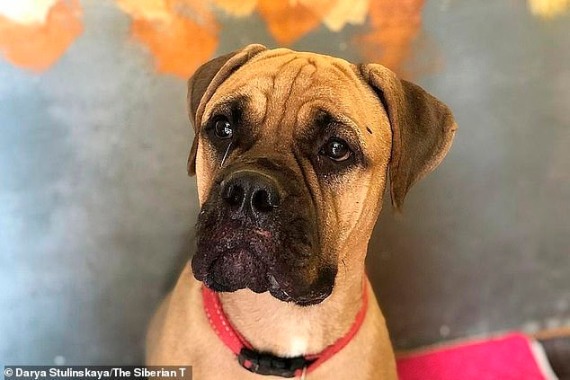 Hiện tại Maru đang được điều trị các vết thương Bị ruồng bỏ, chú chó trung thành vừa đi vừa khóc 200km tìm về nhà cũ