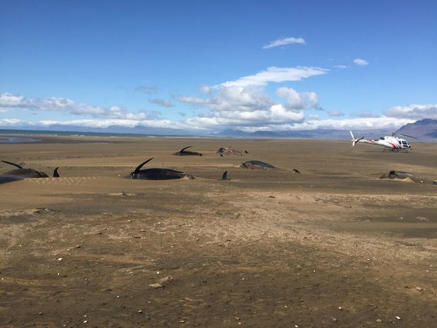 Hình ảnh hàng chục con cá voi chết khô trên bãi biển