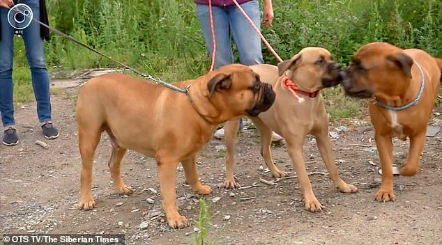 Chú chó trung thành đã được đoàn tụ với bố mẹ mình. Bị ruồng bỏ, chú chó trung thành vừa đi vừa khóc 200km tìm về nhà cũ