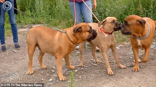 Bị ruồng bỏ, chú chó trung thành vừa đi vừa khóc 200km tìm về nhà cũ