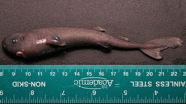 Chú cá tí hon chỉ dài khoảng 14cm. Cá mập tí hon có khả năng tự phát sáng hút con mồi