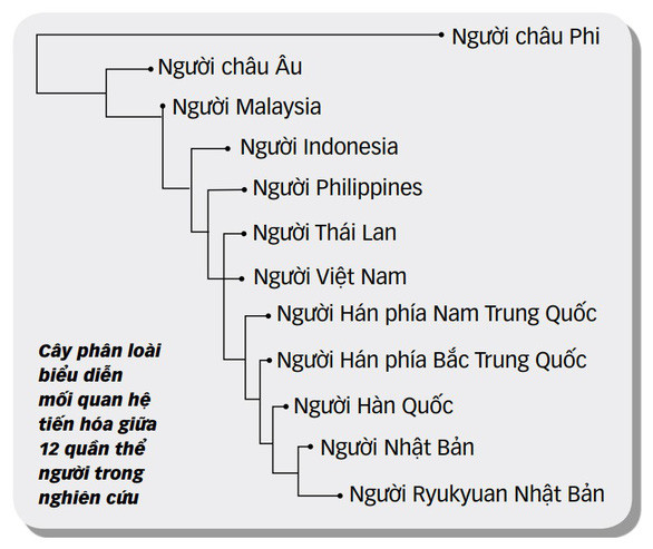 Cây phân loài biểu diễn mối quan hệ tiến hóa giữa 12 quần thể người trong nghiên cứu