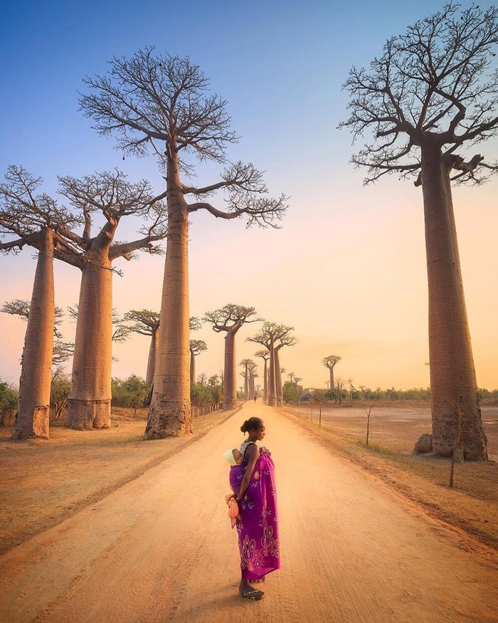 Kỳ lạ đại lộ "cây lộn ngược" như đường dẫn tới hành tinh khác ảnh 3