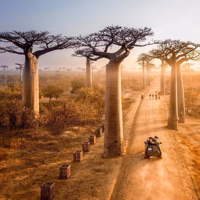 Kỳ lạ đại lộ "cây lộn ngược" như đường dẫn tới hành tinh khác