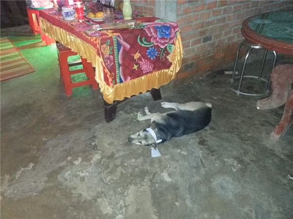 Ngày bà mất, Mực được đội lên đầu vòng khăn tang như một thành viên trong gia đình.&nbsp;(Ảnh: NVCC)