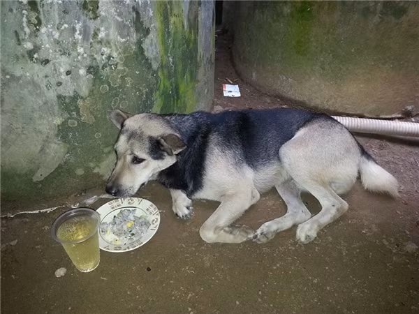 Ngày bà mất, Mực chỉ co ro bên cống nước chẳng màng ăn uống. (Ảnh: NVCC)