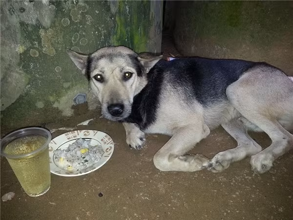 Cảm động câu chuyện chú chó đeo khăn tang và nguyện chết theo chủ