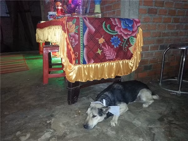Cảm động câu chuyện chú chó đeo khăn tang và nguyện chết theo chủ