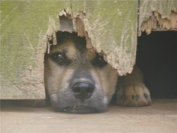 Vách nhà thủng một mảng to tướng do Mực cào cấu để thò đầu ra ngoài trông bà về.