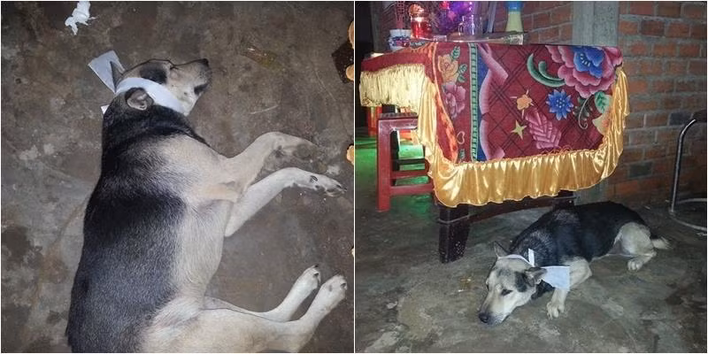Chú chó đeo khăn tang và nguyện chết theo chủ 