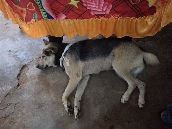 Cảm động câu chuyện chú chó đeo khăn tang và nguyện chết theo chủ