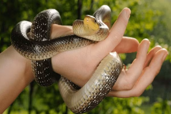 5 giấc mơ báo hiệu bạn sắp nhận nhiều tin vui ảnh 1