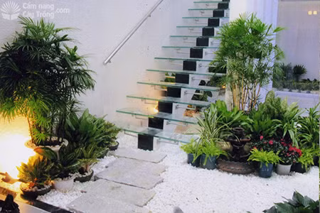 5 vị trí vàng đặt cây cảnh, phúc lộc đủ đầy ảnh 3