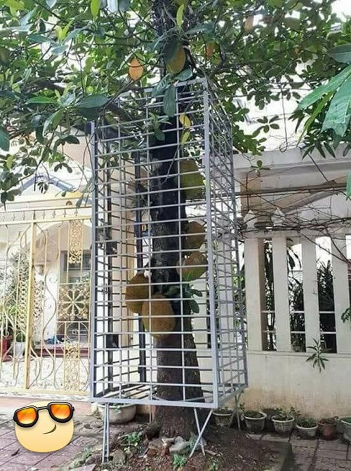 Cách phòng mít tặc.