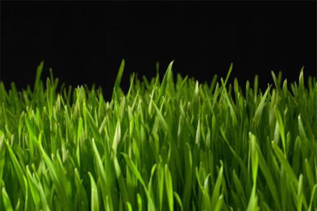 8 thực phẩm giúp tăng khả năng giải độc tự nhiên của cơ thể hình 7 8 thuc pham giup tang kha nang giai doc tu nhien cua co the hinh 7