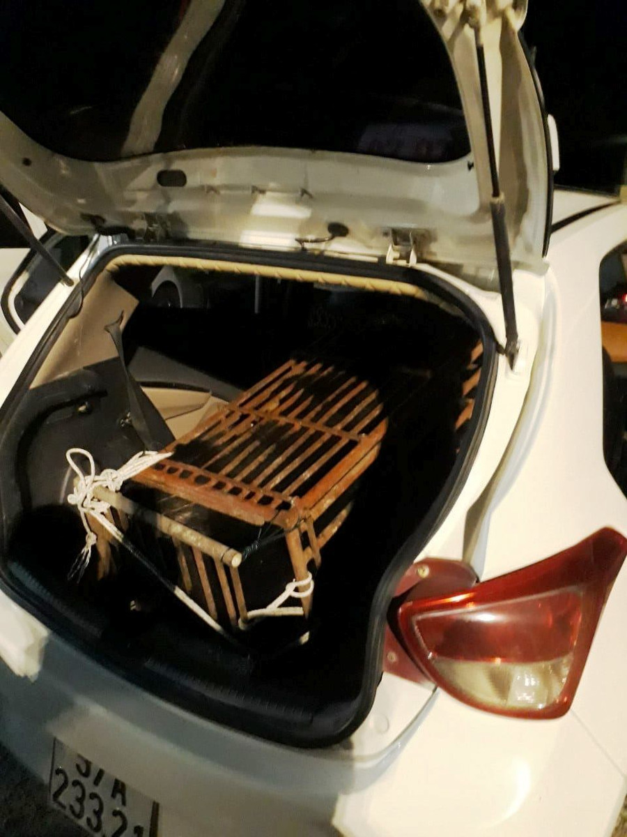 Cá thể gấu được giấu sau cốp xe taxi. Cá thể gấu được giấu sau cốp xe taxi.